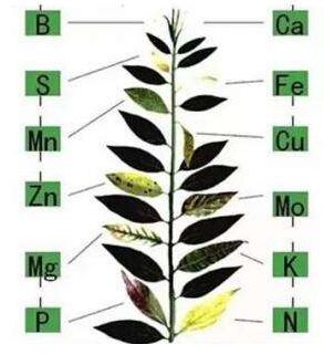 医用微量元素检测仪分析微量元素对作物生长的作用